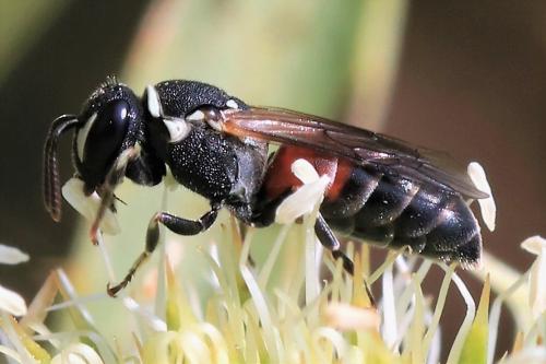 Réf. 289 928 : Hylaeus variegatus